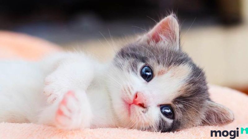 Giờ Mão là mấy giờ?