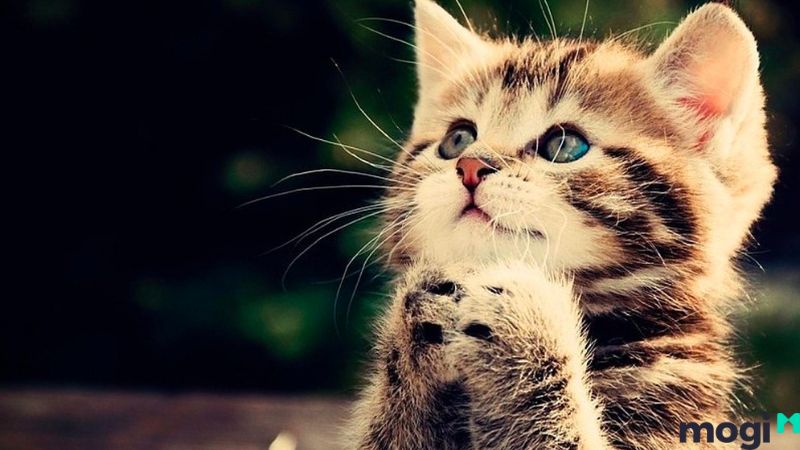 Giờ Mão là mấy giờ?