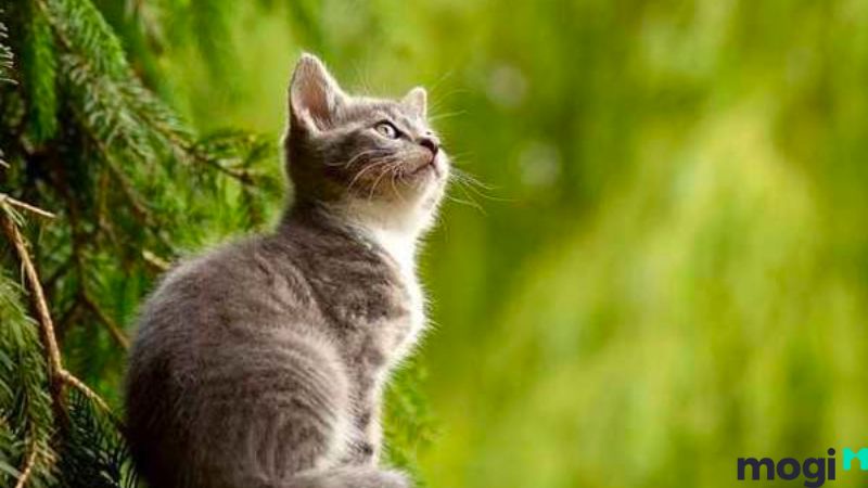 Giờ Mão là mấy giờ?