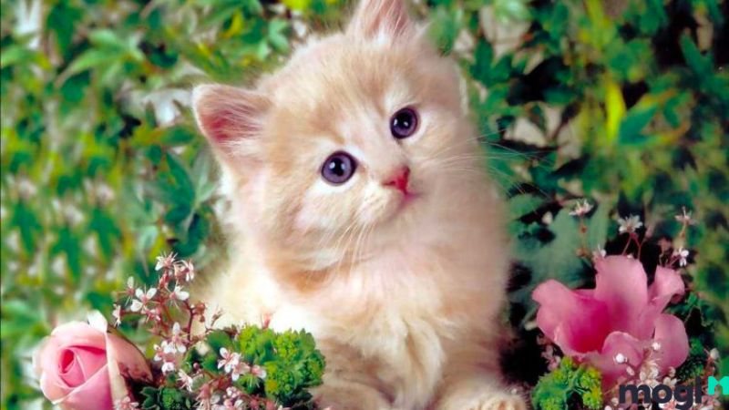 Giờ Mão là mấy giờ?