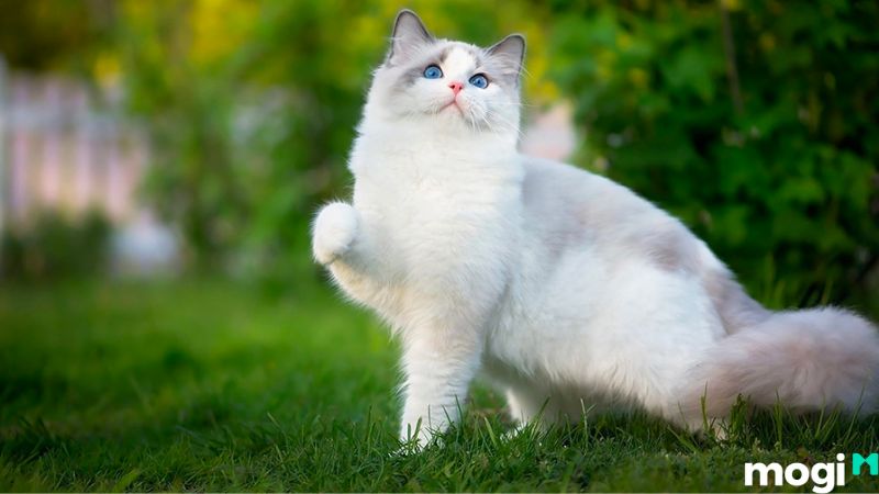 Giờ Mão là mấy giờ?