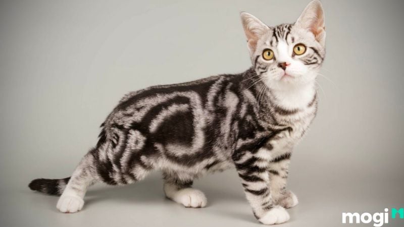 Giờ Mão là mấy giờ?