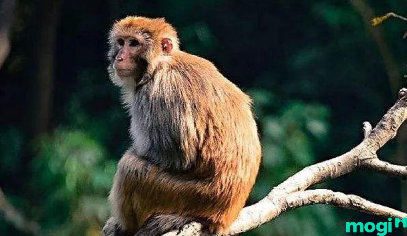 Giờ thân là mấy giờ - Tử Vi cho người tuổi Mão sinh giờ Thân