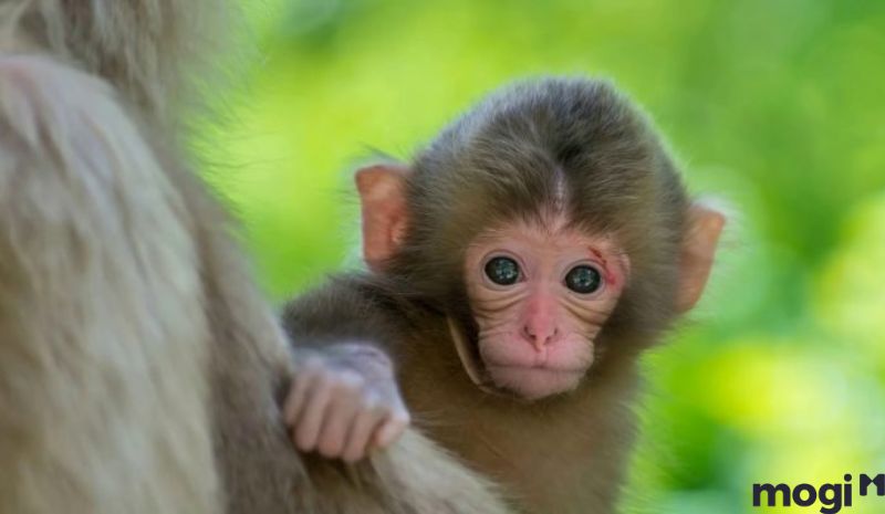 Giờ thân là mấy giờ - Tử Vi cho người tuổi Ngọ sinh giờ Thân