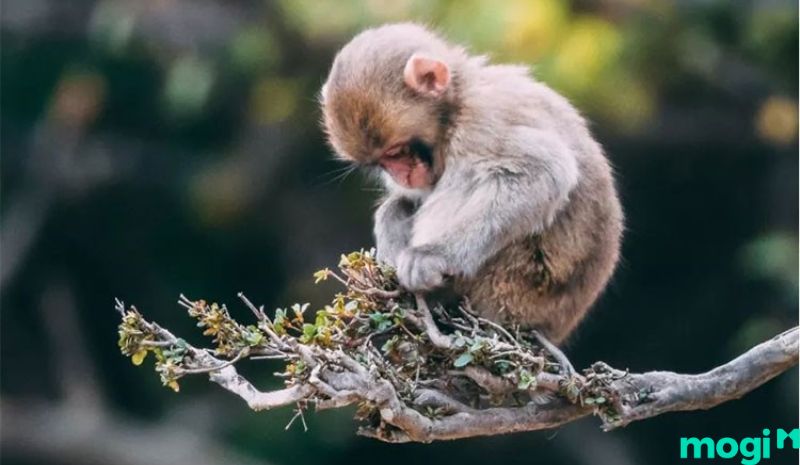 Giờ thân là mấy giờ - Tử Vi cho người tuổi Mùi sinh giờ Thân