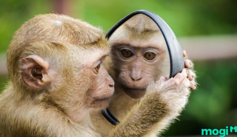 Giờ thân là mấy giờ - Tử Vi cho người tuổi Thân sinh giờ Thân