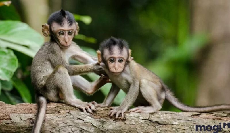 Giờ thân là mấy giờ - Tử Vi cho người tuổi Hợi sinh giờ Thân
