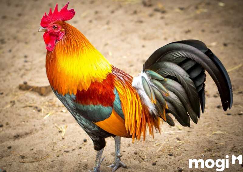 Giờ Dậu Là Mấy Giờ? Đặc điểm người sinh giữa giờ dậu