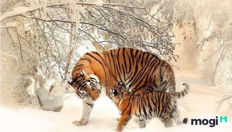 Giờ Dần là mấy giờ? Tổng quan vận mệnh của người sinh giờ Dần