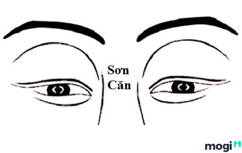 Sơn căn là gì
