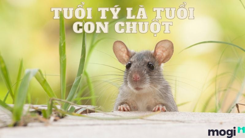 Tuổi Tý là con gì