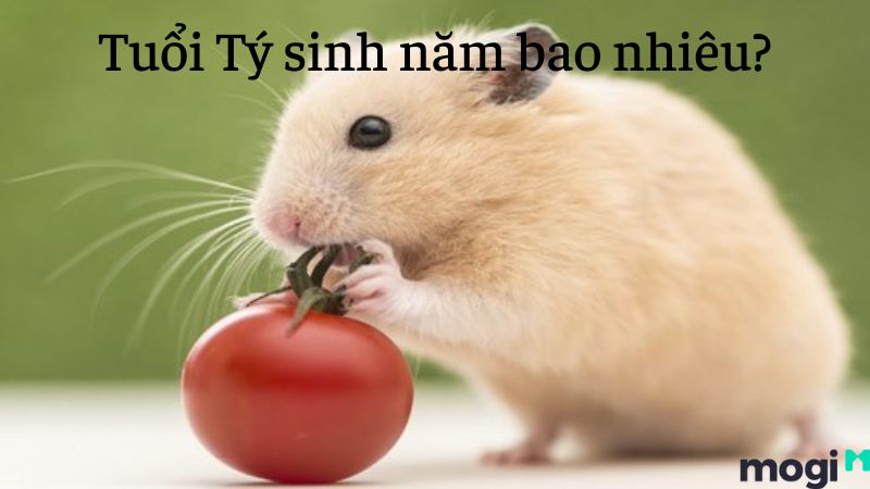 Tuổi Tý là con gì