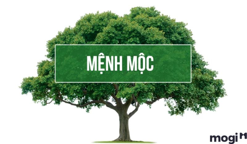 81 linh số - Các số hợp và khắc đối với người mệnh Mộc