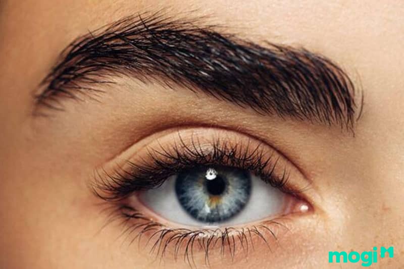 Khoảng cách giữa lông mày sư tử và mắt