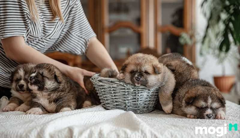 Bạch Hổ khi vào hạn thì vật nuôi dễ chết vì bệnh tật khi gặp hạn Bạch Hổ, Khốc Mã