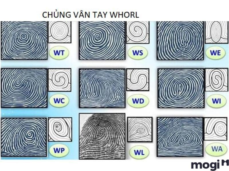 vân tay đại bàng