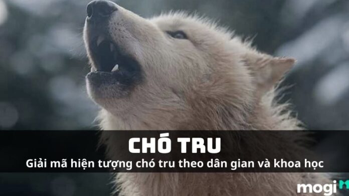 Chó tru