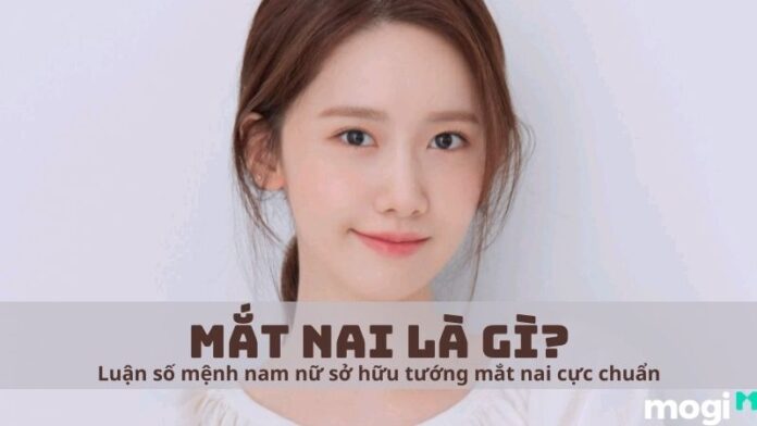 mắt nai là gì