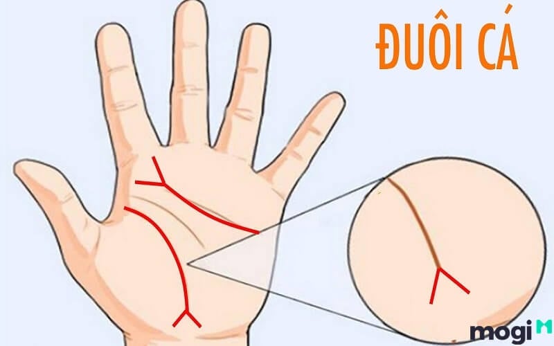 <strong>Giải Mã Đường Chỉ Tay Đuôi Cá Ở Nam Nữ Cực Chi Tiết Và Chuẩn Xác</strong> 1 Đường chỉ trên lòng bàn tay tách thành 2 nhánh.