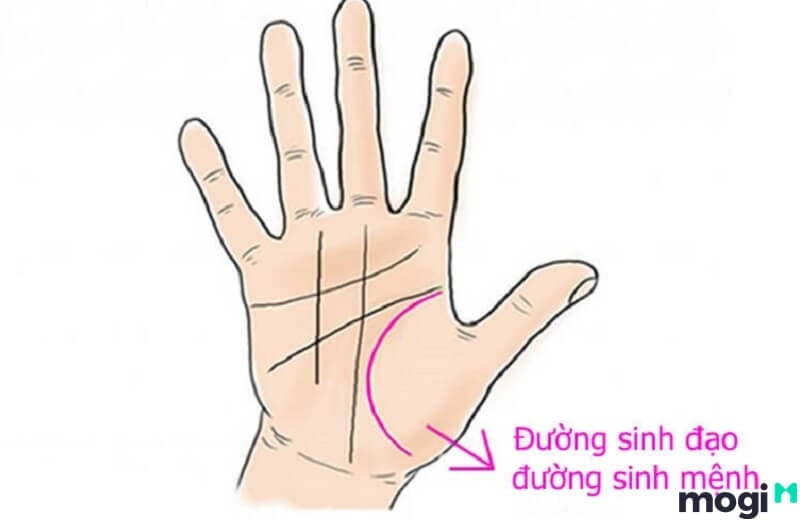 <strong>Giải Mã Đường Chỉ Tay Đuôi Cá Ở Nam Nữ Cực Chi Tiết Và Chuẩn Xác</strong> 8 Chỉ tay đuôi cá ở đường sinh đạo