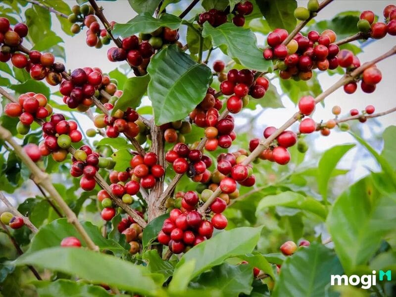 Đất LNK là gì và các loại đất khác