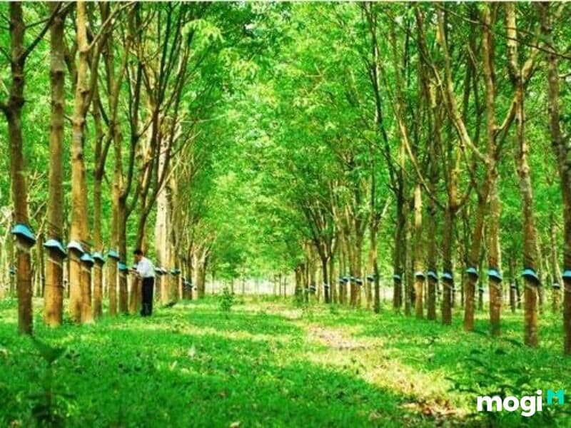 Giá đền bù đất LNK là gì