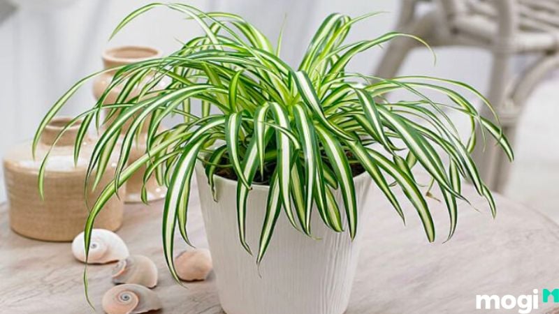 Trồng cỏ sân vườn