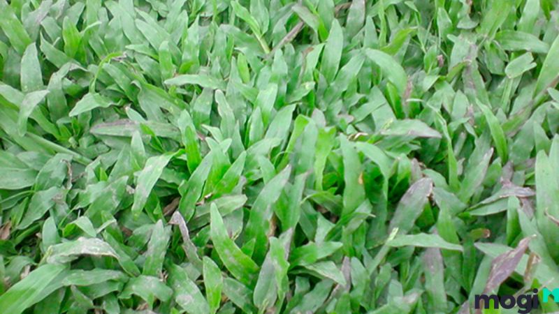Trồng cỏ sân vườn