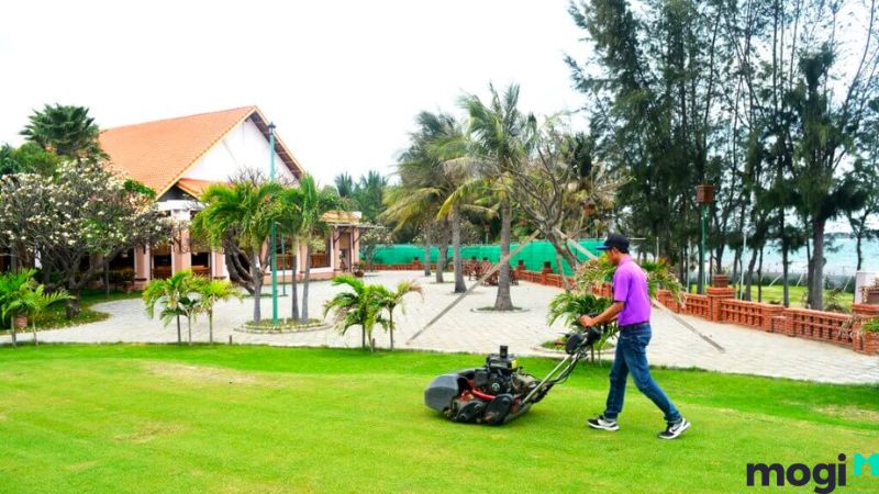 Trồng cỏ sân vườn