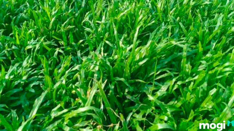 Trồng cỏ sân vườn
