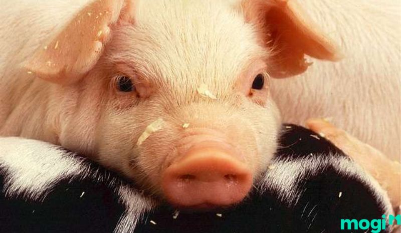 Hợi là con gì - Màu sắc hòa hợp giúp tăng may mắn đối với người cầm tinh tuổi Hợi