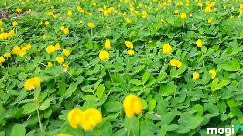 Cỏ lá đậu phông được sử dụng để trồng cỏ sân vườn