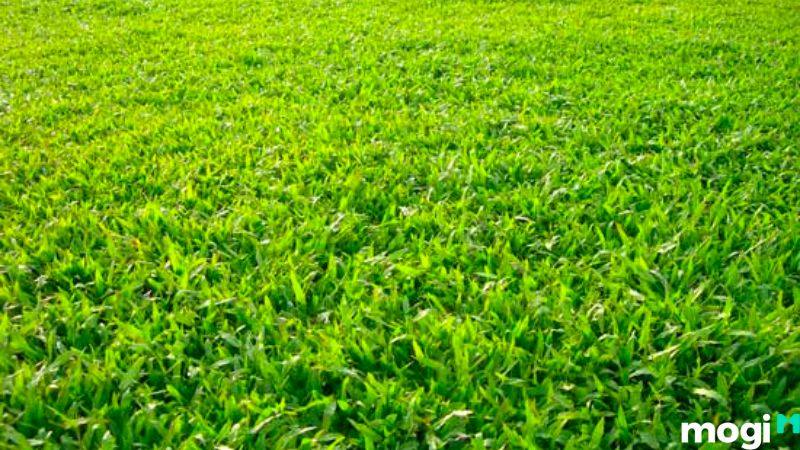Cỏ lá gừng được dùng để trồng cỏ sân vườn