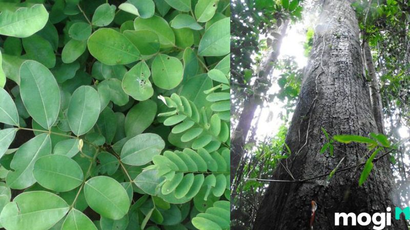 Gỗ gụ là gỗ gì? Đặc điểm, tính chất