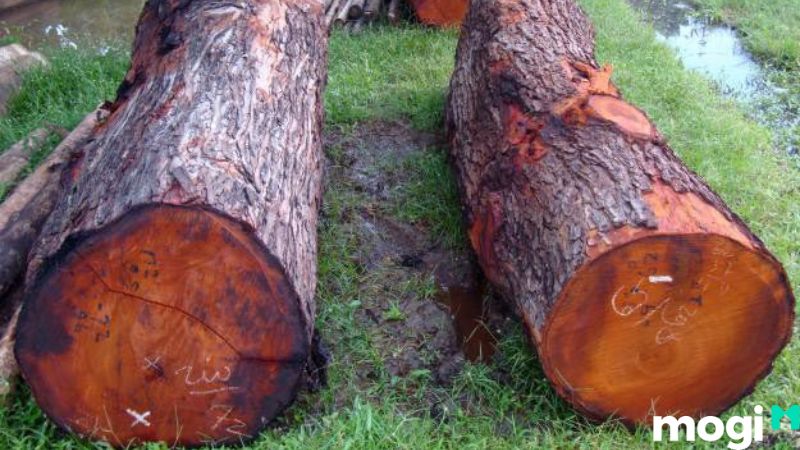 Gỗ gụ là gỗ gì? Giá ra sao