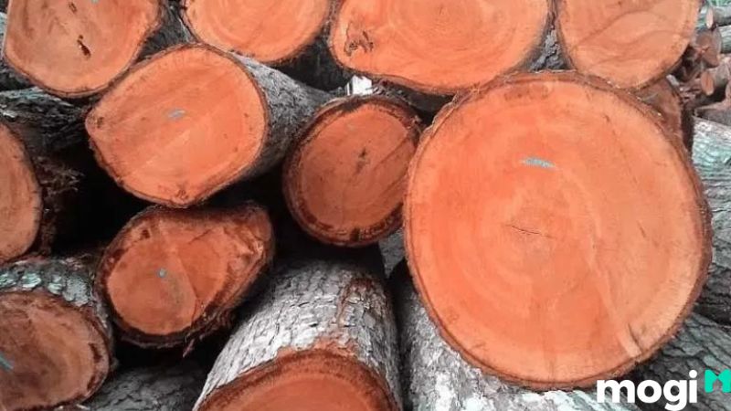 Gỗ gụ là gỗ gì