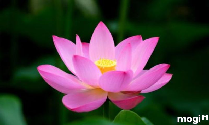 Hóa Kỵ tại cung Phúc Đức