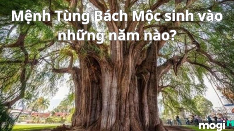Tùng Bách Mộc
