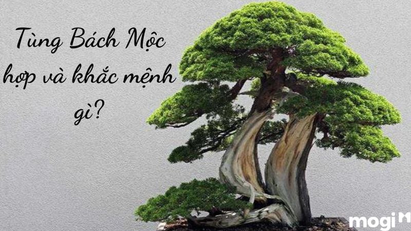 Tùng Bách Mộc