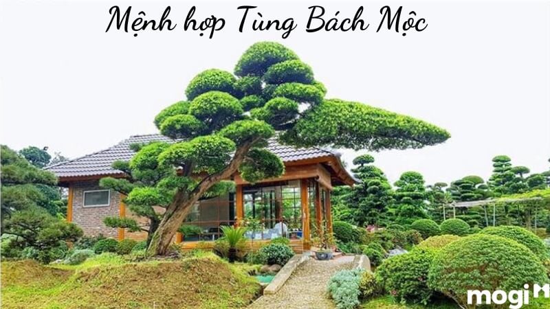 Tùng Bách Mộc