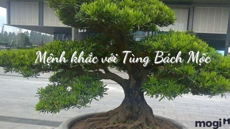 Tùng Bách Mộc