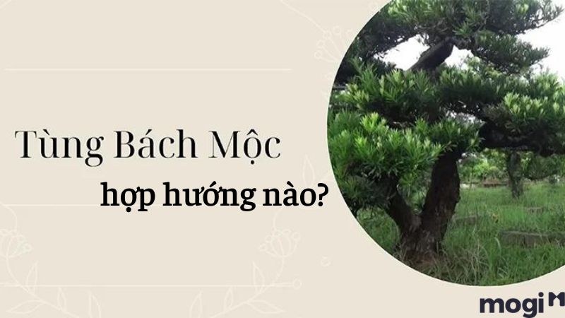 Tùng Bách Mộc