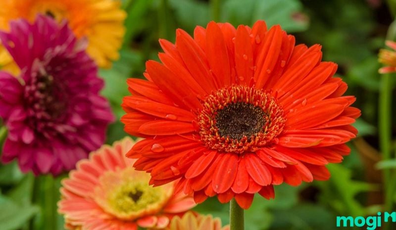 Cách thỉnh Thần Tài Thổ Địa - Hoa đồng tiền là lễ vật không thể thiếu khi chưng lên bàn thờ
