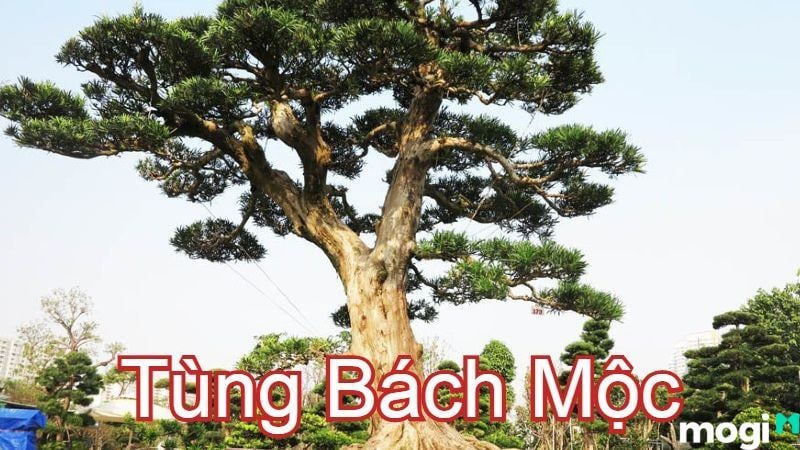 tùng bách mộc 