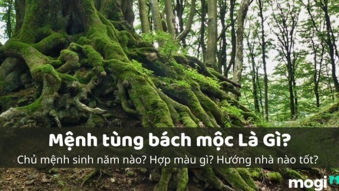 tùng bách mộc