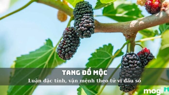 Tang Đố Mộc