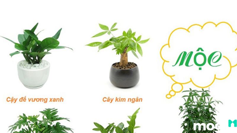 bình địa mộc là gì