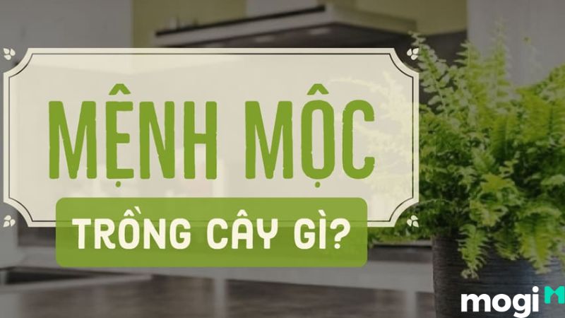 bình địa mộc là gì
