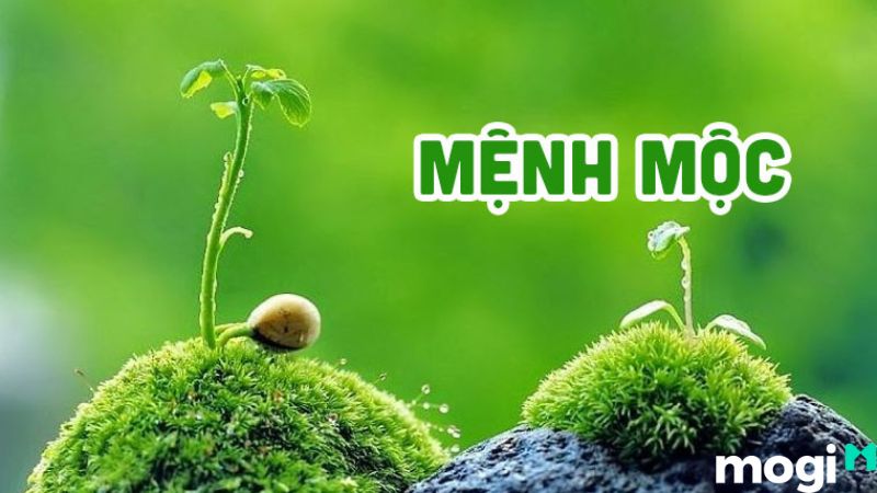 bình địa mộc là gì