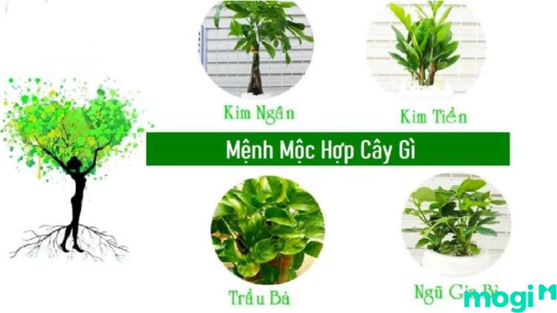 bình địa mộc là gì